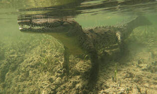 Cuban crocodile swimming